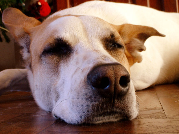 Sleeping Dog